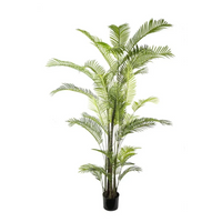 Pianta Areca con 36 Foglie H 270 Cm