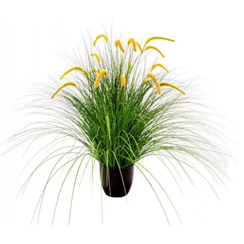 Pianta Pennisetum Setaceum H 100 Cm