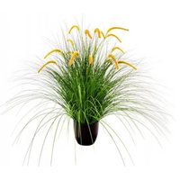 Pianta Pennisetum Setaceum H 100 Cm