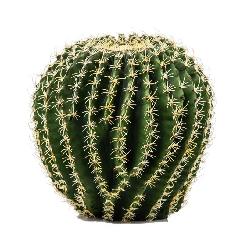 Pianta Grassa Cuscino Della Suocera Cm 28