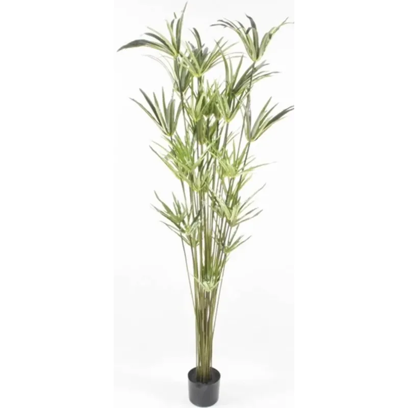 Pianta Cyperus in vaso Cm 152 h