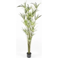 Pianta Cyperus in vaso Cm 152 h