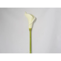 Calla color Bianco Cm 74