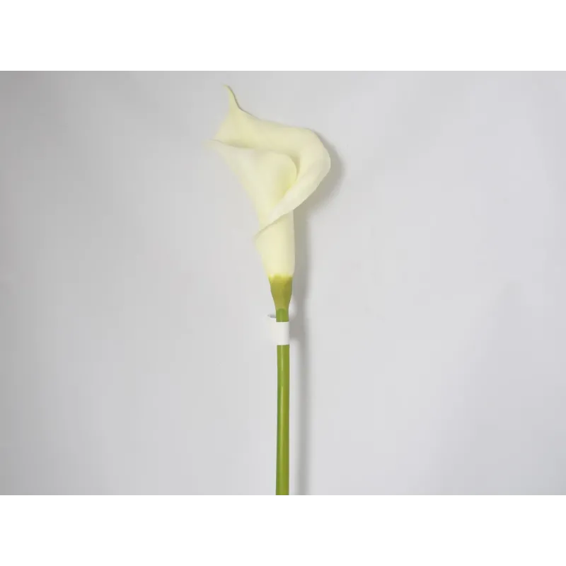 Calla color Panna Cm 84