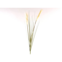 Pampas in Ramo Cm 127