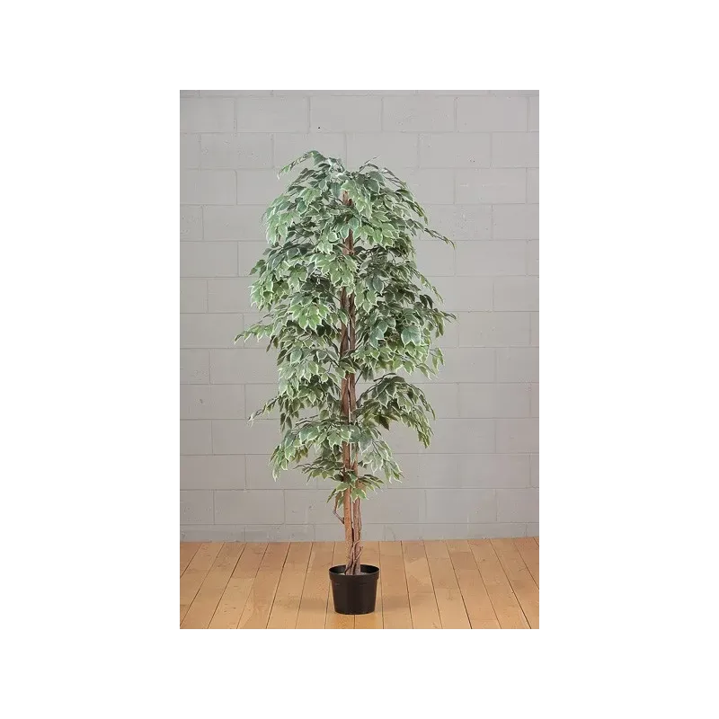 Pianta Ficus 150 cm Variegata