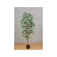 Pianta Ficus 150 cm Variegata