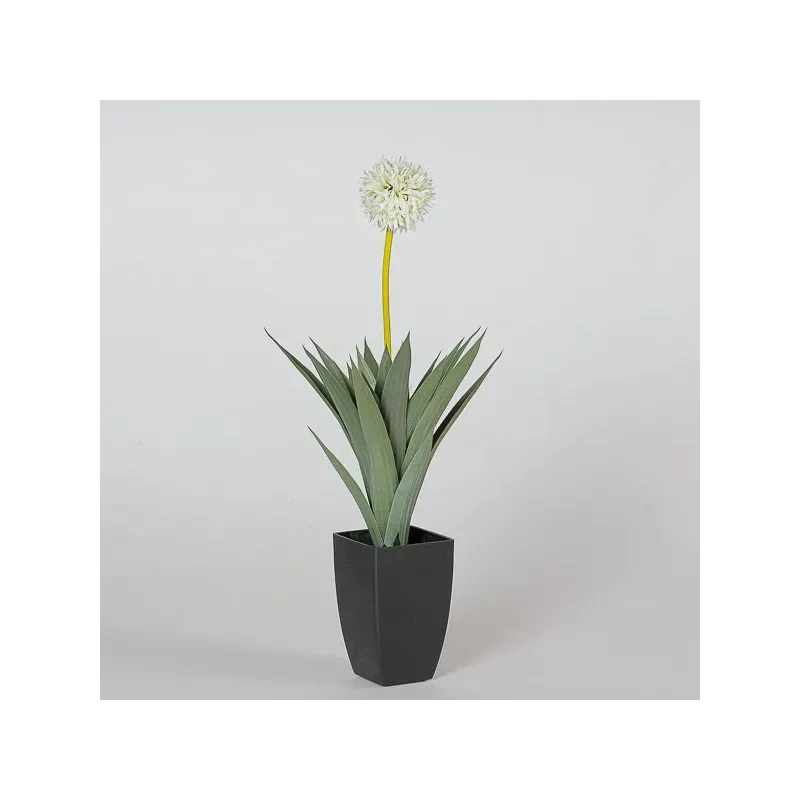 Pianta Allium Crema 64 Cm 