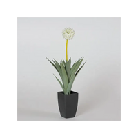 Pianta Allium Crema 64 Cm 