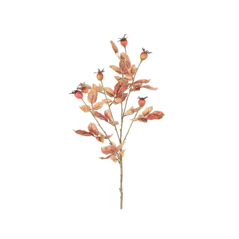 Rosa Canina cm 85