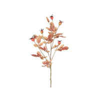 Rosa Canina cm 85
