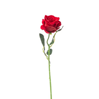 Rosa in Velluto cm 51