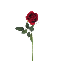 Rosa in Velluto cm 51