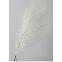 Ramo Pampas Vari Colori e Altezze