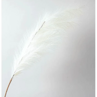 Ramo Pampas Vari Colori e Altezze