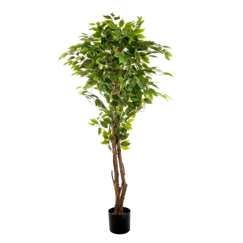 Pianta Ficus cm 150 con 840 foglie