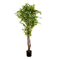 Pianta Ficus cm 150 con 840 foglie