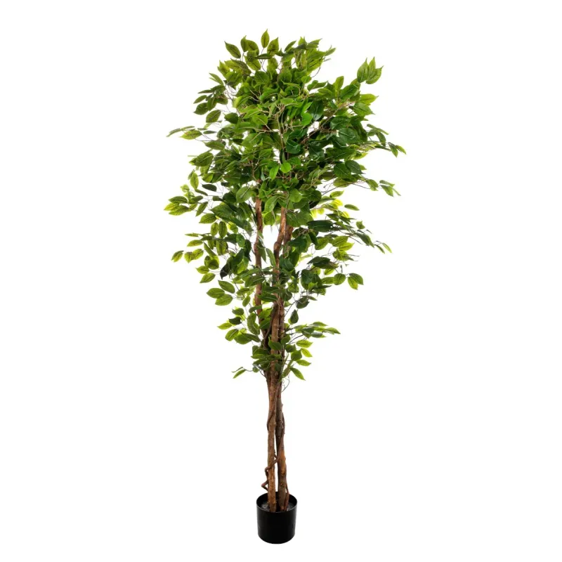 Pianta Ficus cm 180 con 1008 foglie