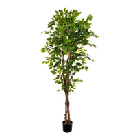 Pianta Ficus cm 180 con 1008 foglie