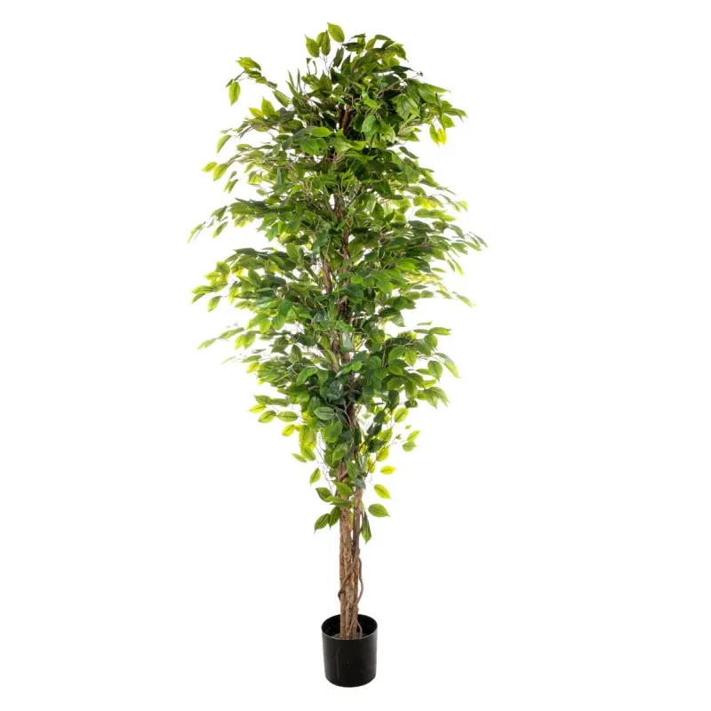 Pianta Ficus cm 210 con 2268 foglie