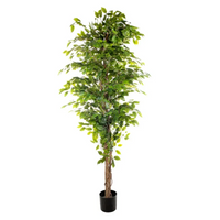 Pianta Ficus cm 210 con 2268 foglie