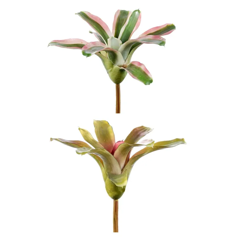 Piantina Nidularium Assortita