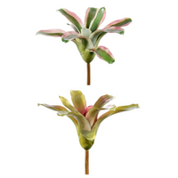 Piantina Nidularium Assortita