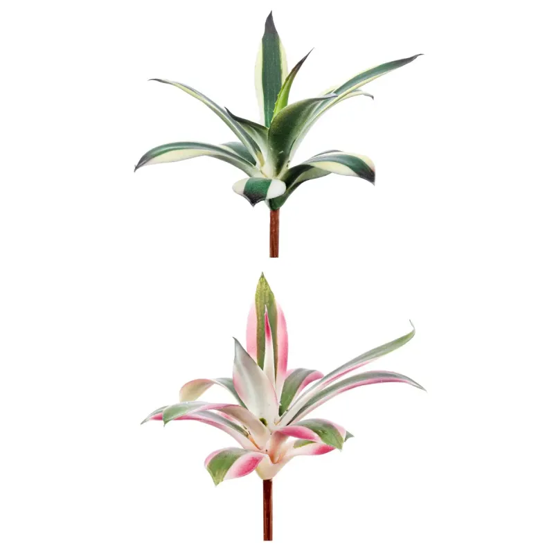 Piantina Nidularium Assortita