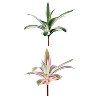 Piantina Nidularium Assortita