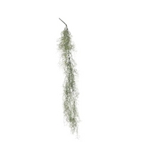 Ramo Tillandsia Cascante Varie Altezze, ideale per decorazioni ed allestimenti