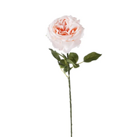 Rosa Fanny h 67 cm Vari Colori, ideale per decorazioni ed allestimenti