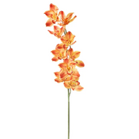 Cymbidium h 94 cm Vari Colori, ideale per decorazioni ed allestimenti