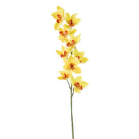 Cymbidium h 94 cm Vari Colori, ideale per decorazioni ed allestimenti