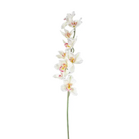 Cymbidium h 94 cm Vari Colori, ideale per decorazioni ed allestimenti