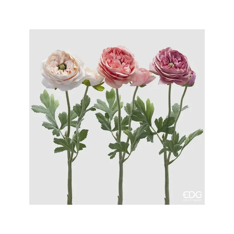 Ranuncolo Royal EDG in Tre Variazioni di Rosa Assortito cm. 45 ore