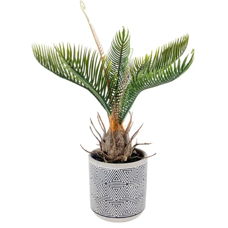 Piantina Cycas con Vaso cm 27