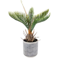 Piantina Cycas con Vaso cm 27