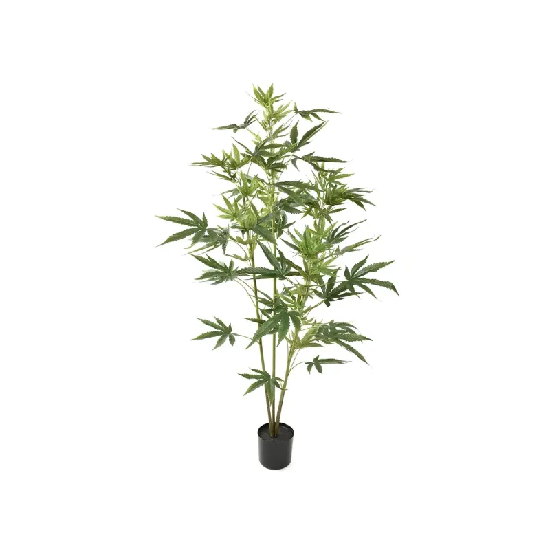 Cannabis in Vaso h 122
