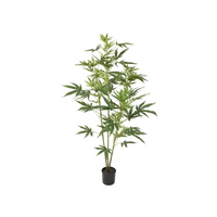 Cannabis in Vaso h 122