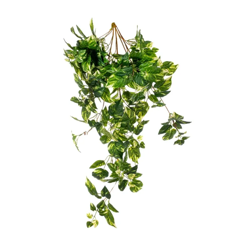 Cascante Pothos cm 90