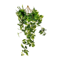 Cascante Pothos cm 90