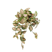 Cascante Caladium cm 60
