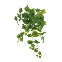 Vite Green Cascante cm 60
