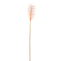 Pampas cm 148 Vari Colori