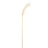 Pampas cm 148 Vari Colori
