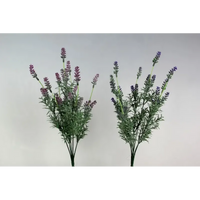Cespuglio Lavanda h 40 cm, ideale per decorazione ed allestimenti
